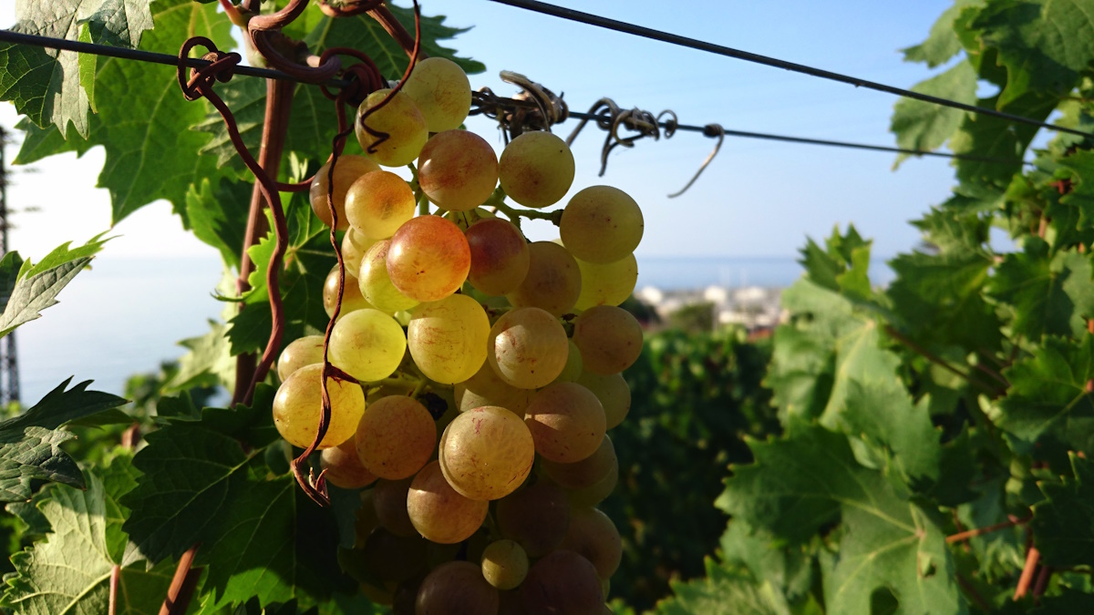 Confesercenti Liguria: Fattorie di Gusto, nuova collaborazione con la rete di imprese “Terre del Moscatello”